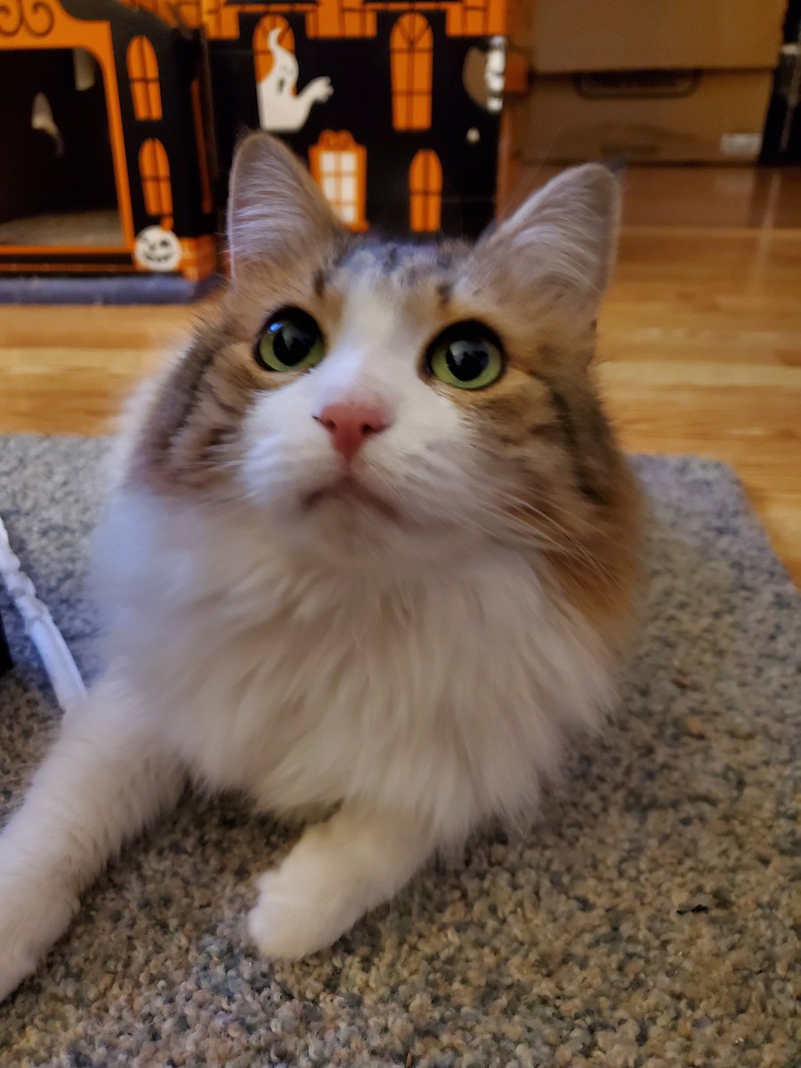 jasoniviking's tweet photo. General elections are today, people. Change comes from the bottom up. So please get out and vote today.
Here's a pic of my cat to help entice you. #ElectionDay https://t.co/3H2vHu1gnE