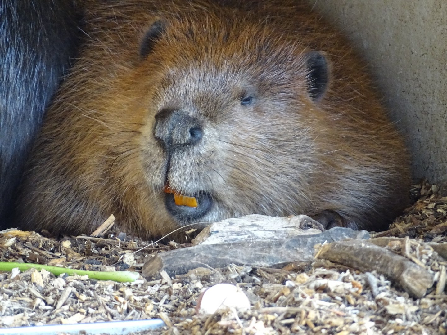 ビーバー 正男 公式 めちゃくちゃかわいいのかと言われると それでもなぁ 子どもビーバーちゃんはみんなかわいいんじゃ い 森きらら アメリカビーバー けものフレンズ3 T Co Xzom37xds6 Twitter