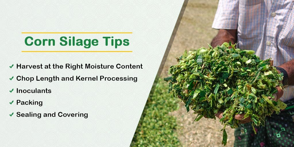 CornextSilage's tweet photo. #Cornsilage can be a very cost-effective feedstuff for cattle, but proper harvesting, storing and feeding is critical to maintain silage quality and feed value. Check out some of the corn silage tips here:

#silagetips #baledsilage @pashudhanUK @Dept_of_AHD https://t.co/lPtX6oQ8W7