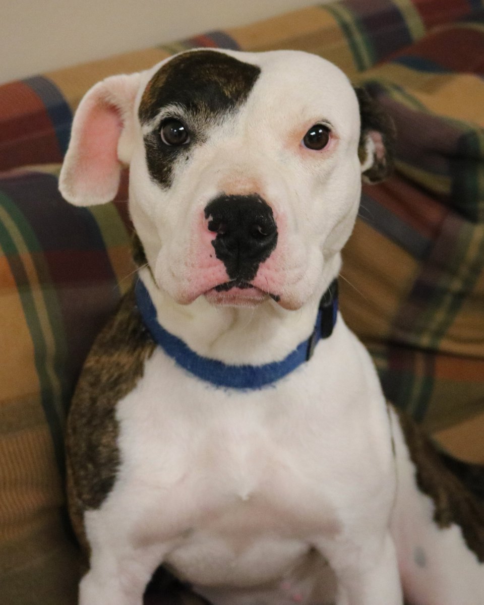 Good morning Twitter friends. Today's featured furry friend is Margaret. She is available for adoption from the Humane Society of Davie County. She is a tiny, sweet package that is looking for a furever home! #TuesdayMotivation #NoShaveNovember #rescuedog #rescuedogs #adoptme