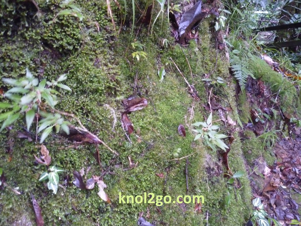 MySabah's tweet photo. Kinabalu Park is a UNESCO World Heritage Site
For more photos https://t.co/ZKz7K1lood https://t.co/XD0ygaYhs0