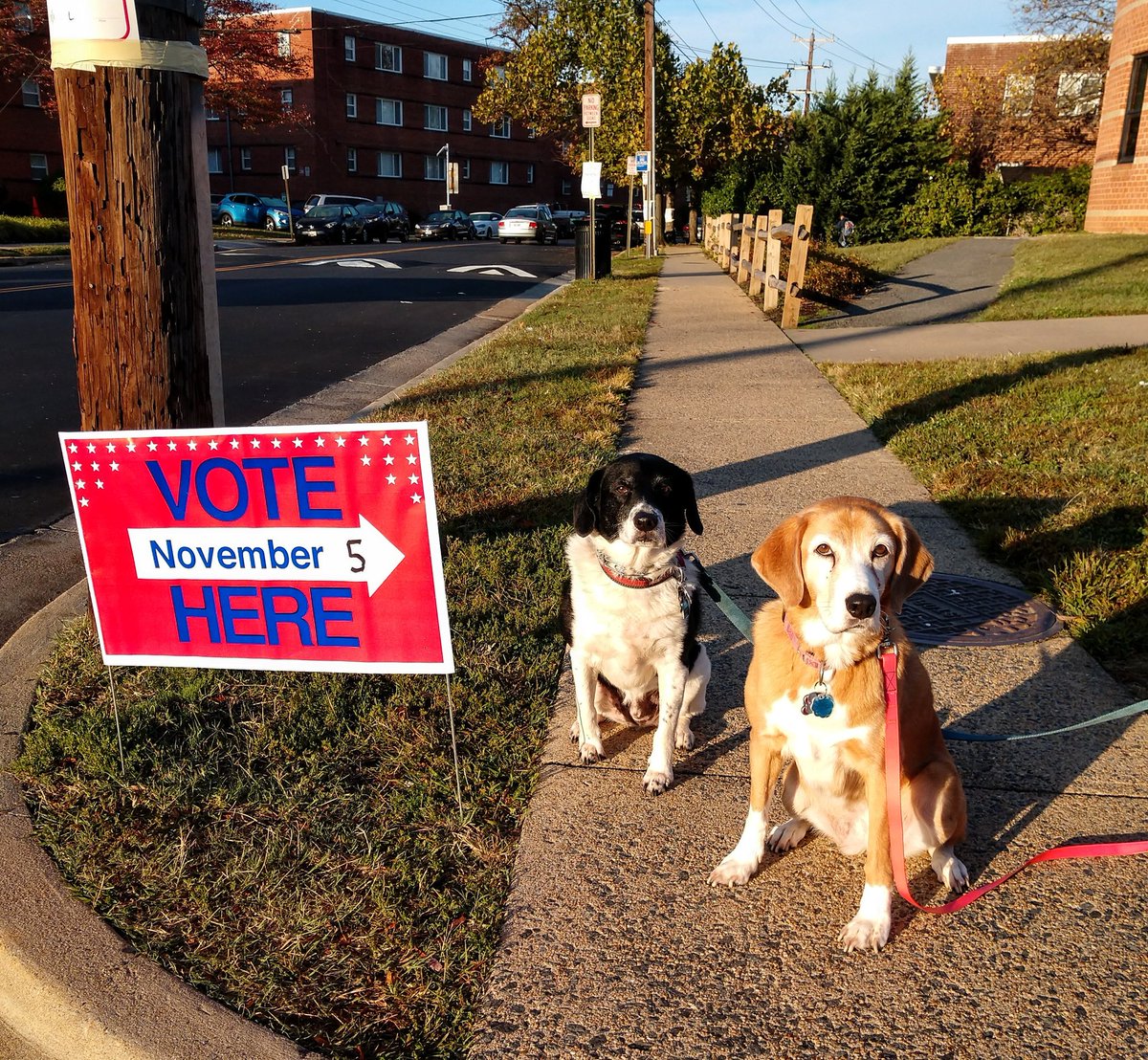Paintbrush_Tail's tweet photo. We hear you should vote! It's that ➡️ way!
#helpfuldogs #electiondogs #voting 
🐶🐶🗳️➡️
@dogandpuplovers @puppy_snuggles @IngloriousDogs @dogcelebration https://t.co/kh2boapetW