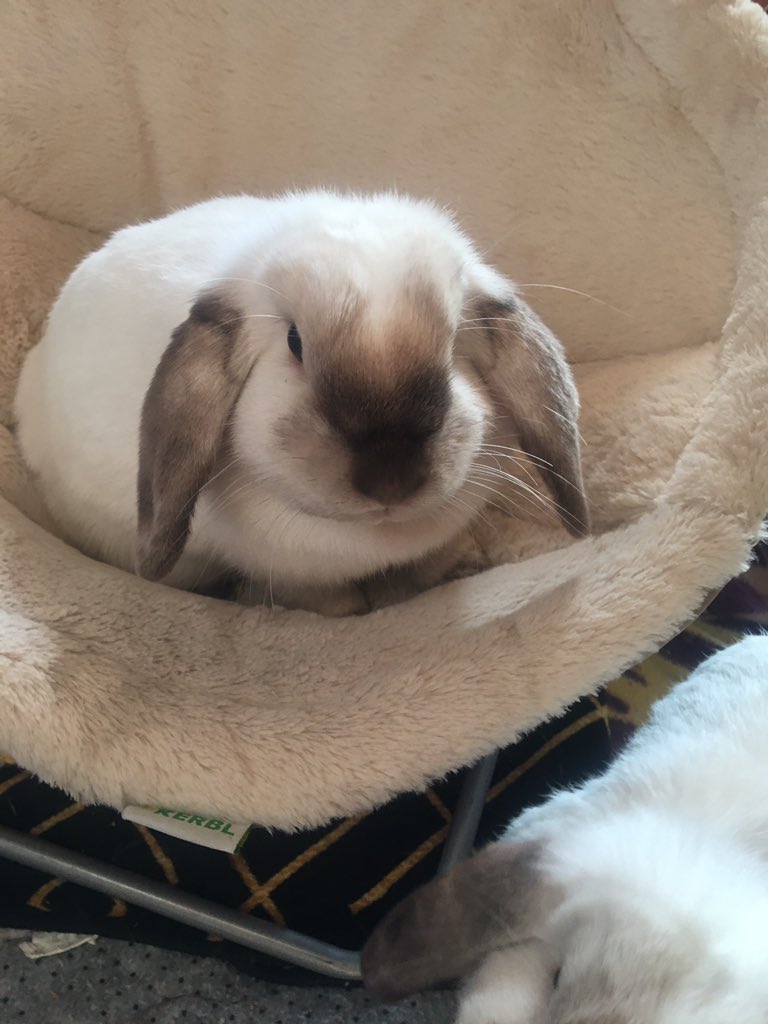itsmllelisa's tweet photo. Marie😂❤️🐰 https://t.co/pTHDXGQ56i