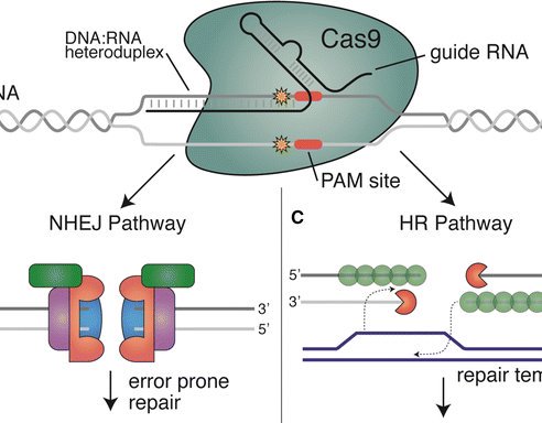 sci_plant's tweet photo. CRISPR/Cas9 for plant genome editing: accomplishments, problems and prospects

https://t.co/fxSv6DRfSd
#plantsci #scicomm #CRISPR #genomic @PlantCellRep ♻️ https://t.co/6AJICW5cCy