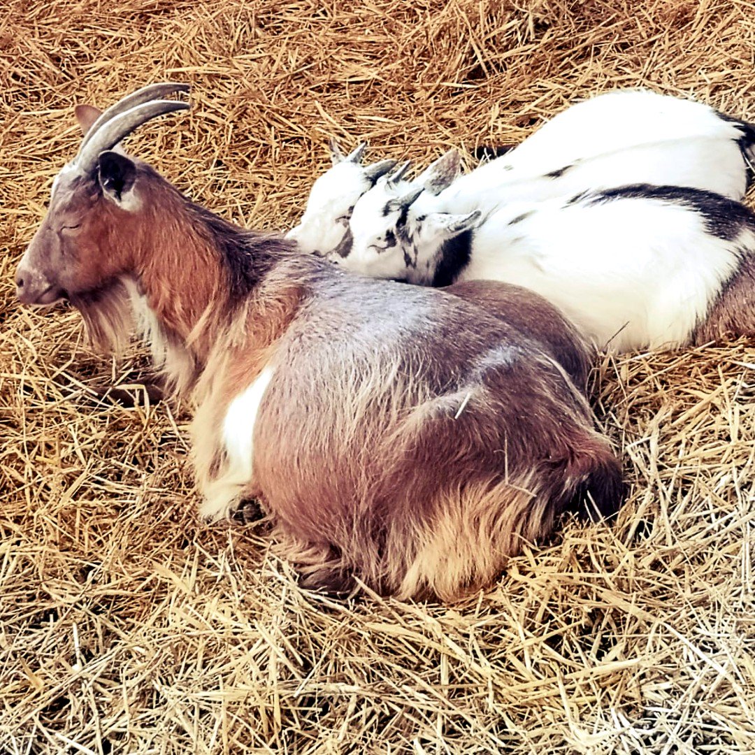 BockettsFarm's tweet photo. We always see our twin Pygmy goats snuggling up and napping as a family. So adorable!
#lovegoats #goats #twins #snugglebug #snuggling #familytime #naptime #sleepy #cute #goat #goatsofinsta #pygmygoats #pygmygoatsofinsta https://t.co/gGAcqnUWsT