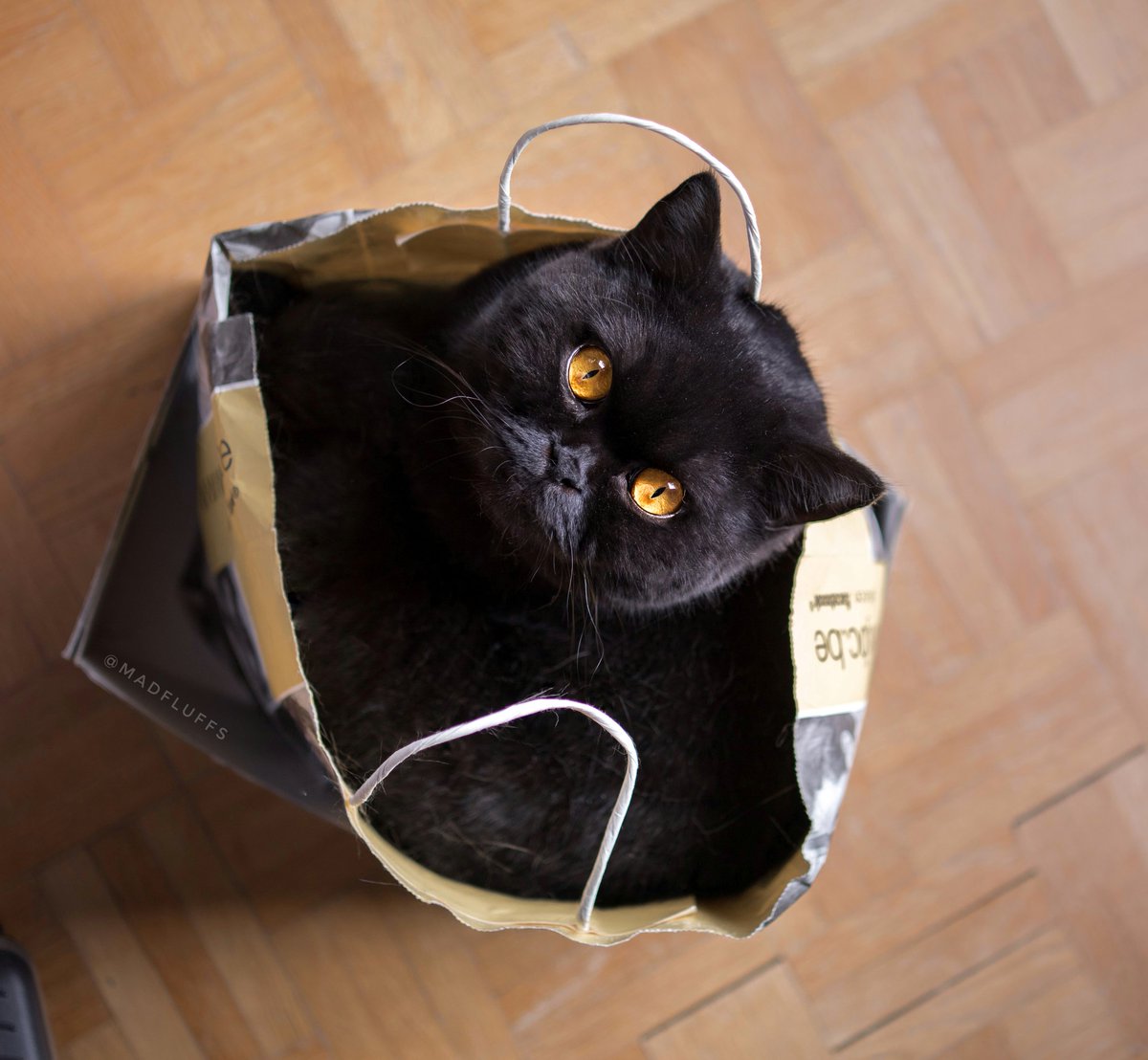 madfluffs's tweet photo. @catsofinstagram Lifehack: put a paper bag in a box. Now your cat is easily portable 😌 @catsofinstagram #catsofinstagram #twitterweek https://t.co/Cd957tm0yj