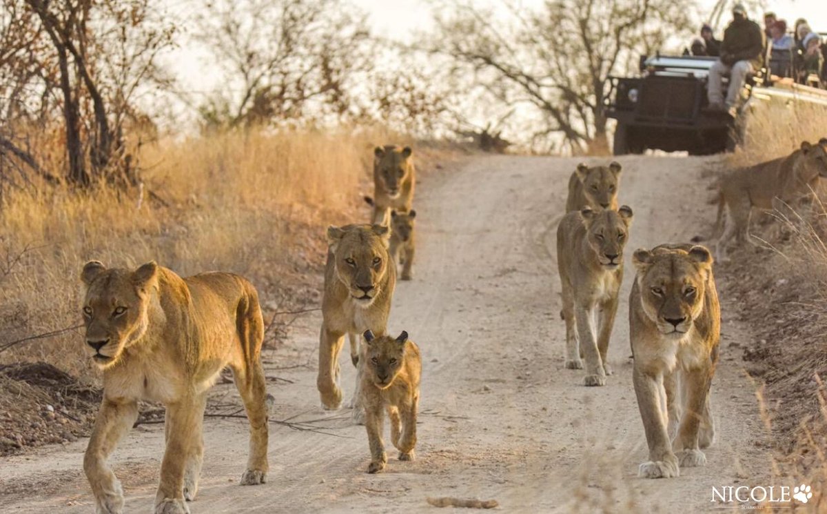 The leading lionesses of the Western Pride are skilful stalkers, this is how they make sure the entire pride is well fed. The lioness stays hidden as long as possible in order to get as close to the prey as possible.