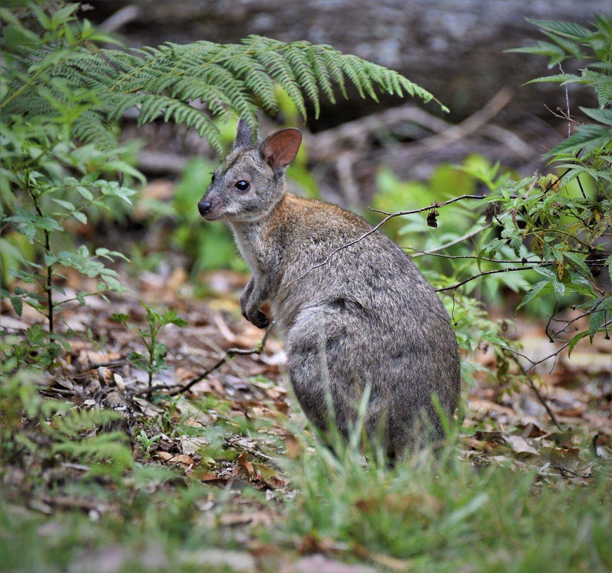 The Travel Bag Gorgeous Little Pademelon Grazing At Mt Glorious Sent By My Dear Ol Dad As A Slice Of Home Australia Mtglorious Wildlife Nature Pademelon Wallaby Peace Wildlifephotography The Travel Bag Gorgeous Little Pademelon Grazing At Mt Glorious Sent By My Dear Ol Dad As A Slice Of Home Australia Mtglorious Wildlife Nature Pademelon Wallaby Peace Wildlifephotography