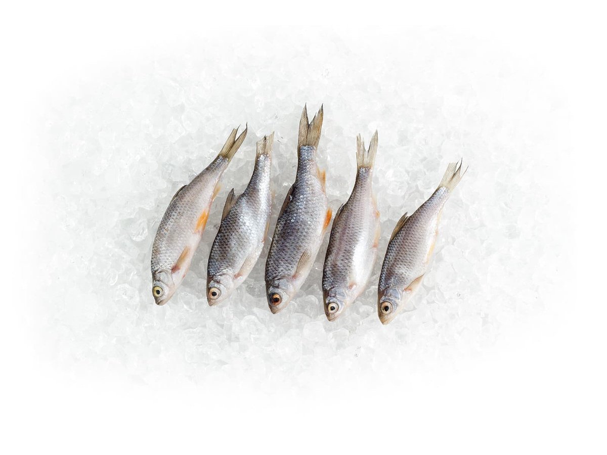 koefi_at's tweet photo. Köderfische in weiteren Größen ab sofort online!
https://t.co/OQEYYishos

#koederfisch #koefi #angeln #fischen #hecht #zander #raubfisch #barsch #rotauge #rotfeder #futterfische #angelshop #wels #waller #pike #fishing https://t.co/PMfI8uCH2J