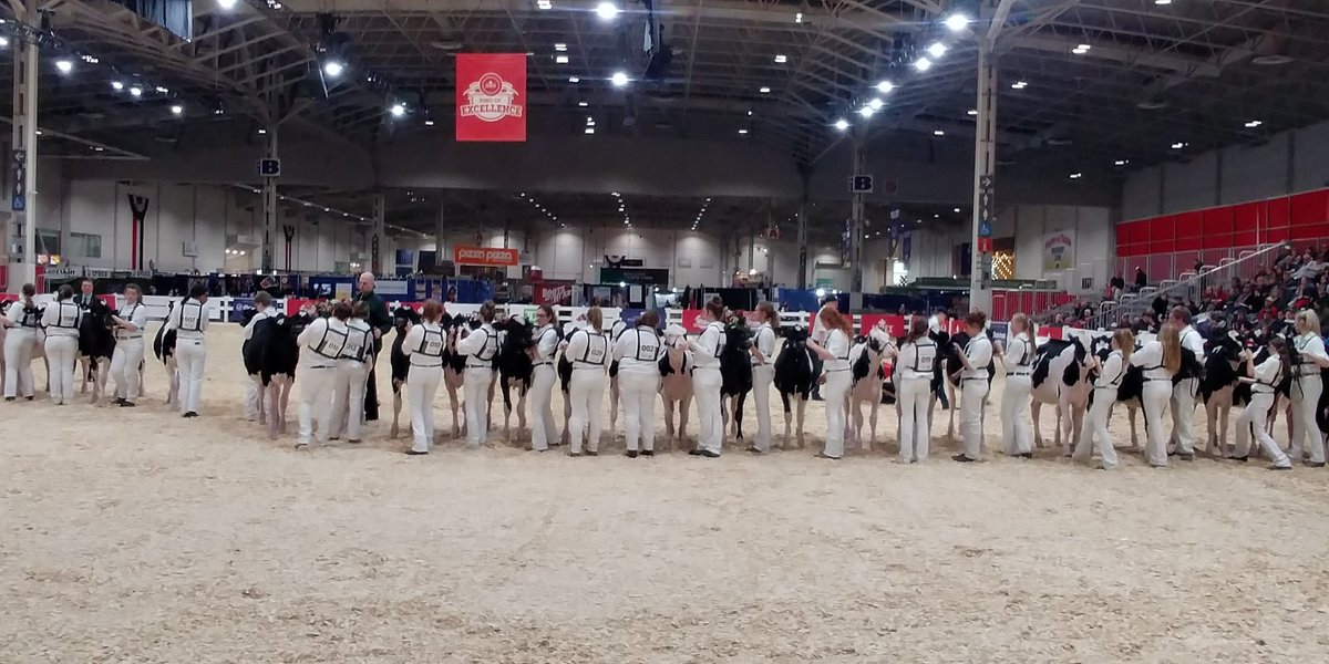pembyT's tweet photo. We're underway with Conformation @TD4HClassic #classic40 @RAWFagriculture https://t.co/jtOyyUMXjA