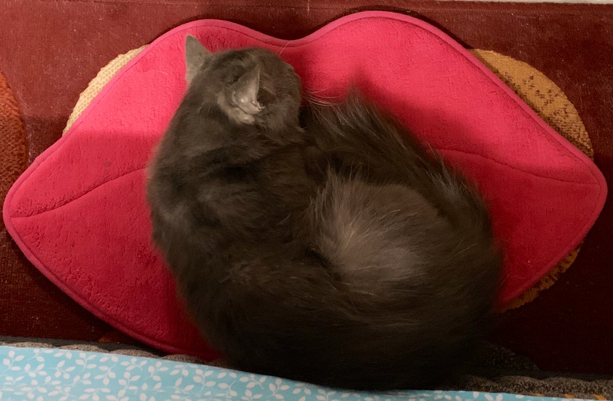 sayangkuuuu 🐱🖤