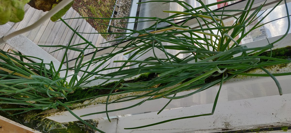 Hauteurs_UGA's tweet photo. Une serre connectée, munie de panneaux solaires 🌞, un système d'aquaponie 🐟, de la culture hors sol 🌱 : la serre ASAC c'est tout ça mais aussi une plateforme pédagogique autour d'un projet d'agriculture autonome fédérant 8 filière et 2 établissements Grenoblois 🤩 #FormIDEX https://t.co/HzQSl8Wp40