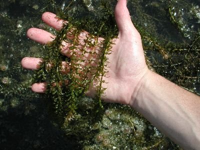 WFSCExtension's tweet photo. Hydrilla (Hydrilla verticillata)

Hydrilla is often confused with the native Elodea or the non-native Egeria. Hydrilla has one or more teeth on the underside of the midrib, neither Elodea nor Egeria have these midrib teeth. 

https://t.co/uOTVhvp13D https://t.co/Npxvkvey1p