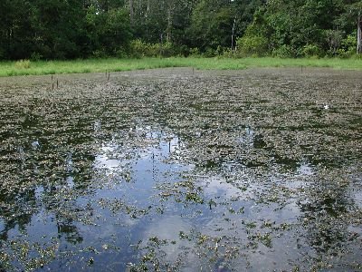WFSCExtension's tweet photo. Hydrilla (Hydrilla verticillata)

Hydrilla is often confused with the native Elodea or the non-native Egeria. Hydrilla has one or more teeth on the underside of the midrib, neither Elodea nor Egeria have these midrib teeth. 

https://t.co/uOTVhvp13D https://t.co/Npxvkvey1p