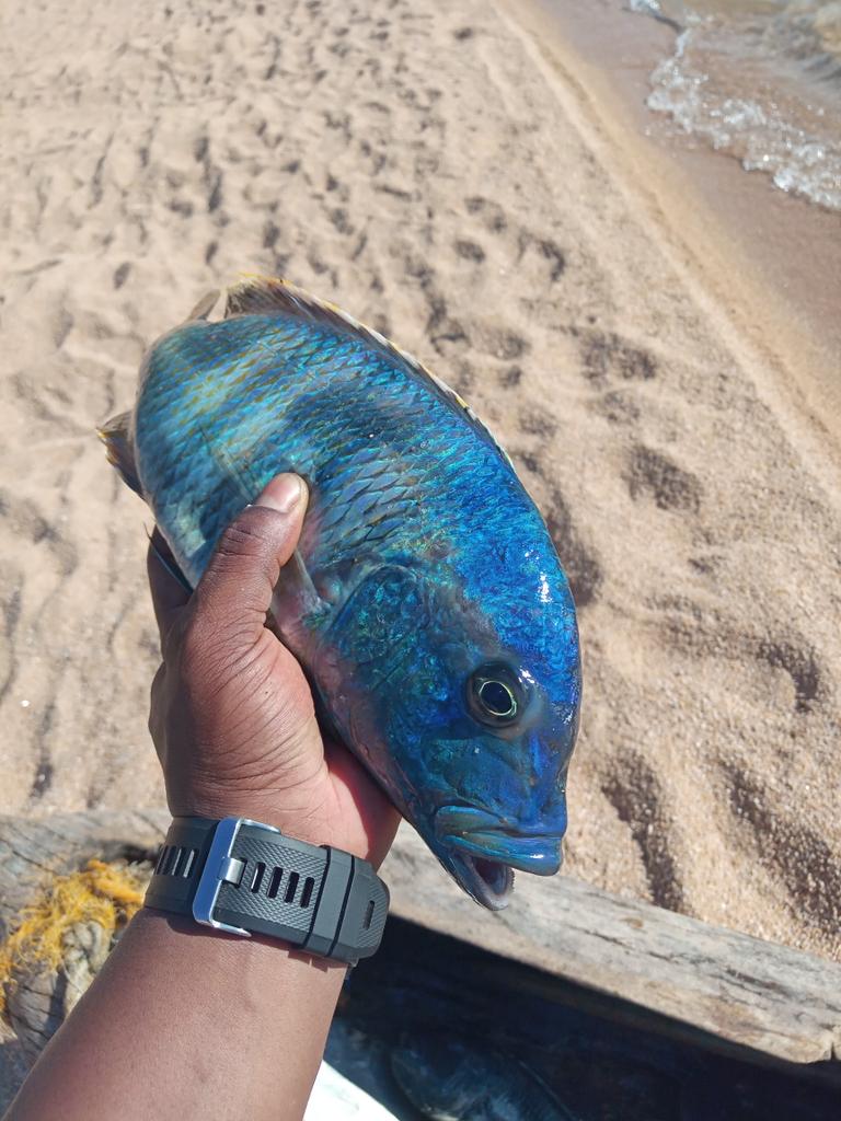 BryanBrendon2's tweet photo. #blue #fish https://t.co/ACDoxfBhsl
