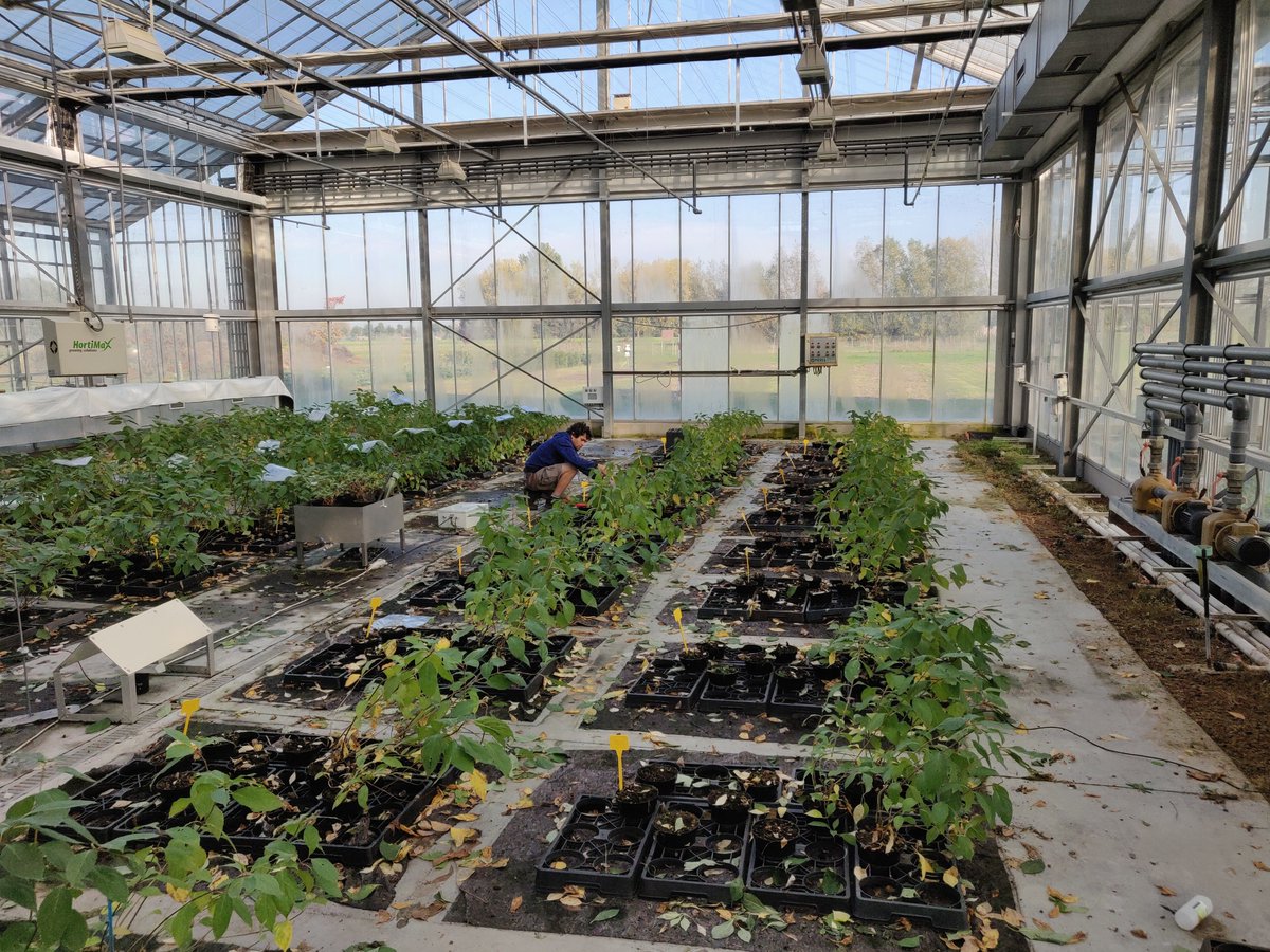 Bio4safe1's tweet image. The Bio4safe partner #pcsierteelt performing final measurements of the Hydrangea trial to evaluate the impact of seaweed based #biostimulants. @pcsierteelt @ugent @Interreg2Seas