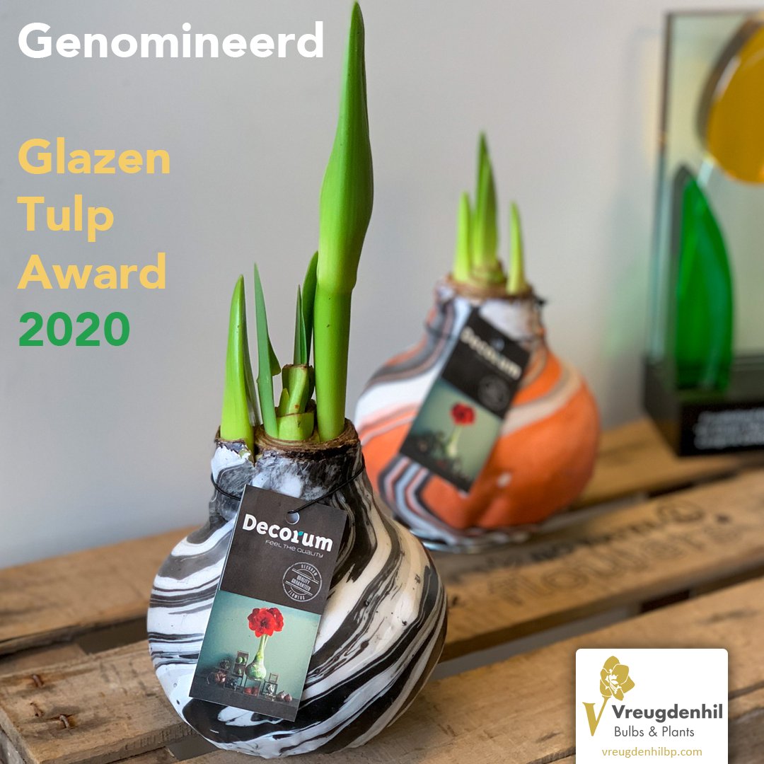 Onze No Water Flowers Artooz <a href="/Decorumcompany/">Decorum Company</a> wax bol is genomineerd voor de Glazen Tulp Award🏆 in de categorie concepten! Stemmen kan tot en met zondag via: royalfloraholland.com/nl/aanvoeren/g… 🗳️