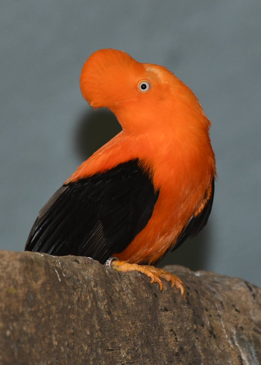 brookfield_zoo's tweet photo. No matter the shade or species, we think redheads are one of nature's most beautiful creations! Happy #NationalRedheadDay! 
#BrookfieldZoo #WildlySurprising https://t.co/ag0NNB0PYg