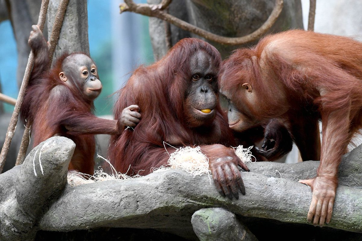 brookfield_zoo's tweet photo. No matter the shade or species, we think redheads are one of nature's most beautiful creations! Happy #NationalRedheadDay! 
#BrookfieldZoo #WildlySurprising https://t.co/ag0NNB0PYg