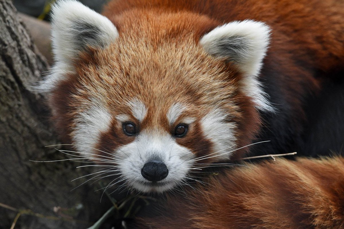 brookfield_zoo's tweet photo. No matter the shade or species, we think redheads are one of nature's most beautiful creations! Happy #NationalRedheadDay! 
#BrookfieldZoo #WildlySurprising https://t.co/ag0NNB0PYg