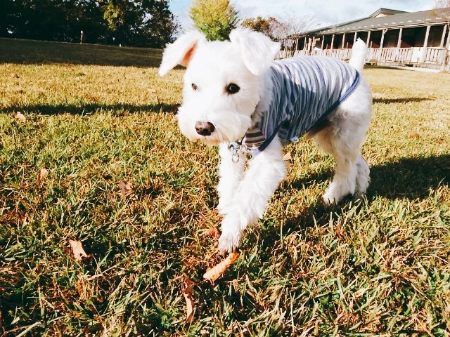 robbienjo's tweet photo. 昨日までペンションに行ってました
#ミニチュアシュナウザー
#秘密結社老犬俱楽部 https://t.co/m1aWYlqNU8