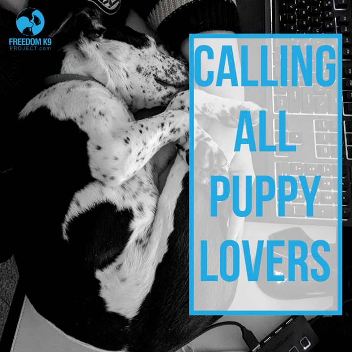 💙If you live near Indianapolis, IN🏘 and want to help us raise some service puppies 🐾 we need your help!💙

We are looking for dog lovers in the Indianapolis area to help us raise some service puppies for survivors of abuse 🦮 If you're interested i… ift.tt/2dVgfdE