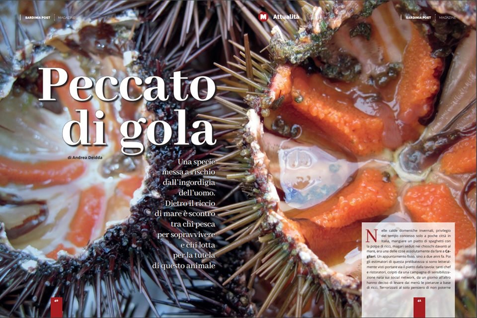 AndreaDeidda's tweet photo. Una specie messa a rischio dall'ingordigia dell'uomo. Dietro il riccio di mare è scontro tra chi pesca per sopravvivere e chi lotta per la tutela di questo animale. Sul magazine di @SardiniaPost https://t.co/a2RreDineX #nessunricciosulpiatto #sardegna https://t.co/5u1I0vwTXg