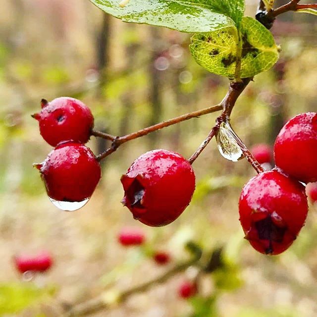 Tappra små 🍒
.
.
.
.
.
#bär #natur #naturen #autumn #höst #växter #växtnäring #trädgård #trädgården #trädgårdsinspiration #trädgårdsdesign #trädgårdsliv #garden #gardenlife #kolonistuga #kolonilott #höstodling #odla #odling