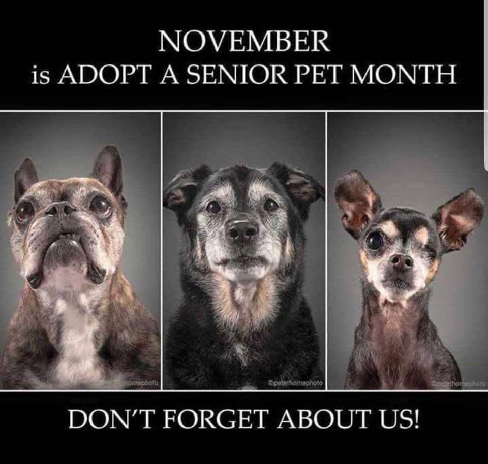 PAWSNewEngland's tweet photo. Nothing better than a senior rescue dog! https://t.co/lVGuRrzvgv