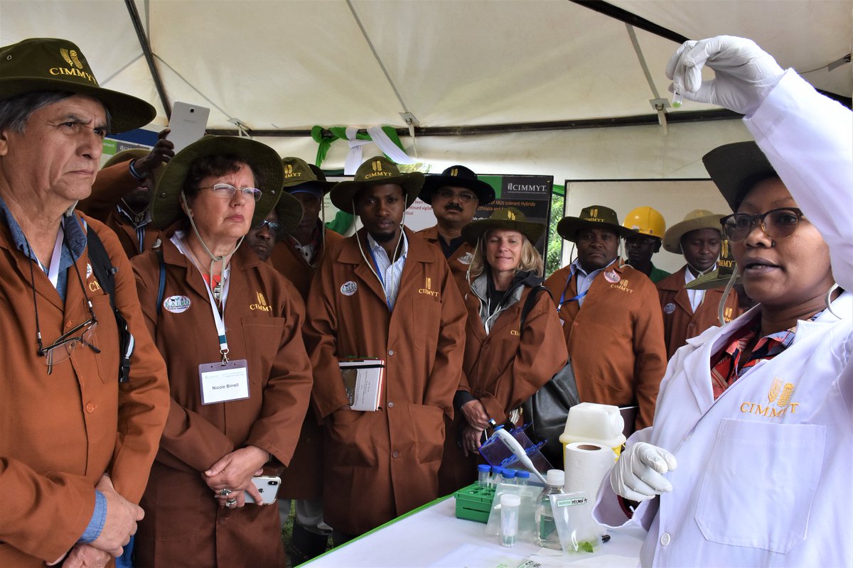 CIMMYT's tweet photo. What does it take to bring the best #seed to farmers?  https://t.co/Al1SpNzHFj

@GatesFoundation @kalromkulima @KEplanthealth @EASEEDSALES  @SeedSystemOrg #seedsystems https://t.co/QiQPRJzRXx