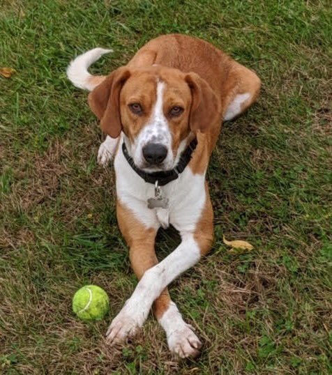 PAWSNewEngland's tweet photo. Handsome handsome handsome Smiley. https://t.co/SmlH2ppXa4 https://t.co/NARVdaAXOV