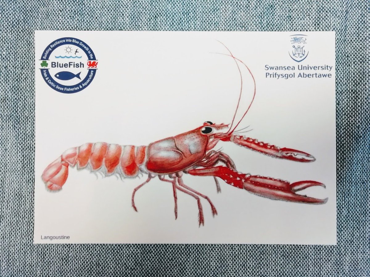 I have some of these postcards to give away! Please retweet AND pm me your postal address and I'll send you one! Artwork part of <a href="/BlueFish_EU/">BlueFish</a> <a href="/wefowales/">Welsh European Funding Office</a> #SciArt #scicomm <a href="/CharlotteEve_/">🦋 charlotte 🦋</a> illustrations copyright F. Ratcliffe