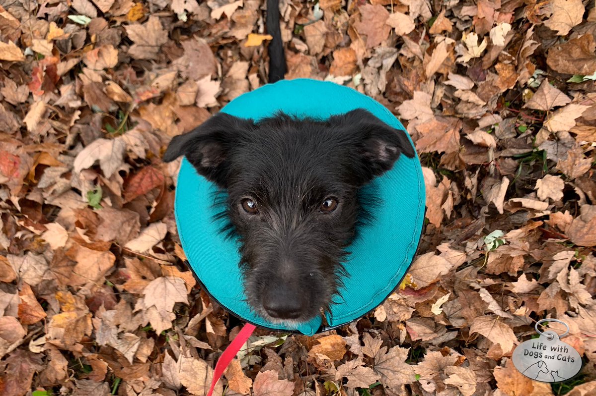 WithDogsAndCats's tweet photo. Well, at least it’s better than the #coneofshame. #shelooksgoodinblue #puppy #inflatablecollar https://t.co/18ZdKvviS1