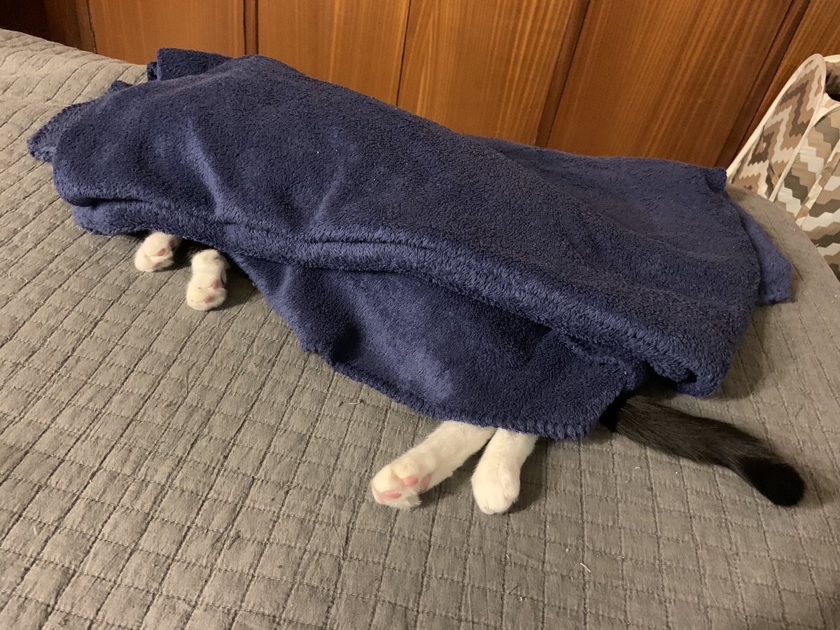 Mr_Kairuh's tweet photo. @xDavidLeon @CarlosGameDev @Noval33t Meh, gatos ninja a mi. El mΓo es un Lord Sith experto en camuflaje. Vaya losers. #winnercat https://t.co/fl3tbGuImU