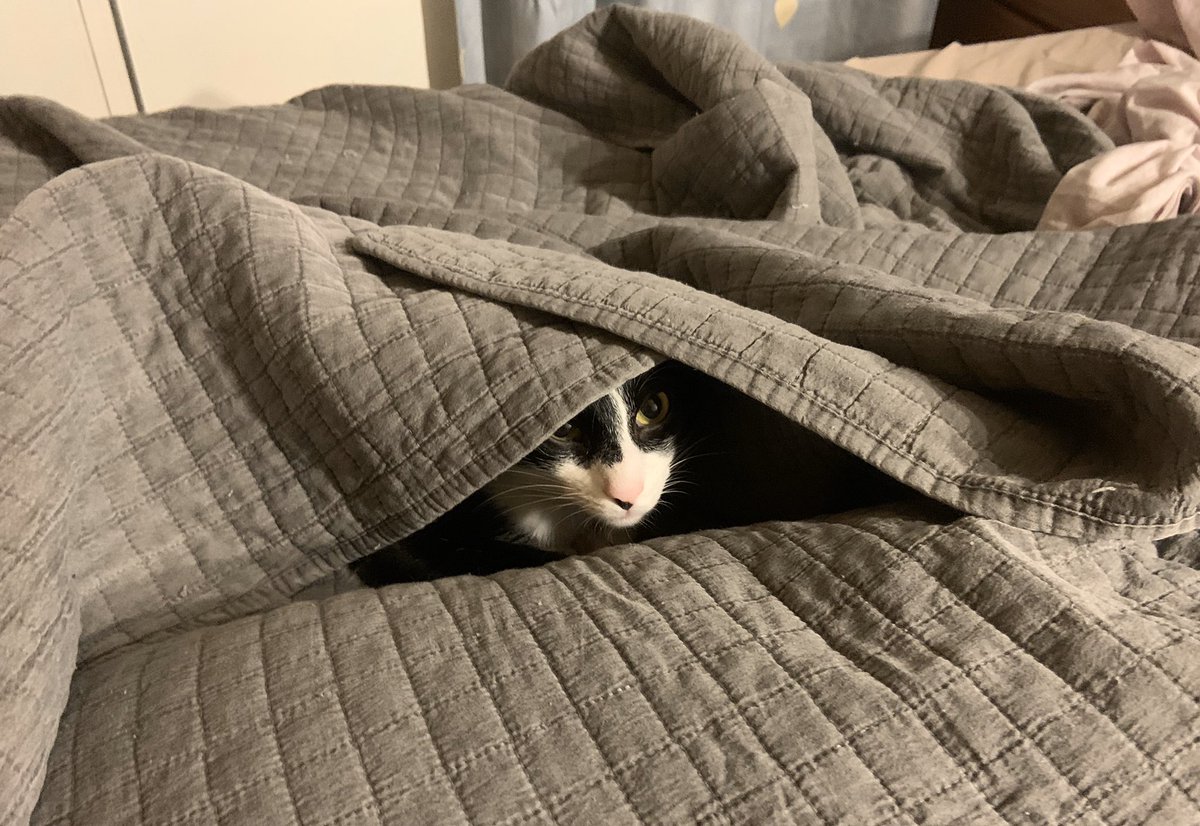 Mr_Kairuh's tweet photo. @xDavidLeon @CarlosGameDev @Noval33t Meh, gatos ninja a mi. El mΓo es un Lord Sith experto en camuflaje. Vaya losers. #winnercat https://t.co/fl3tbGuImU