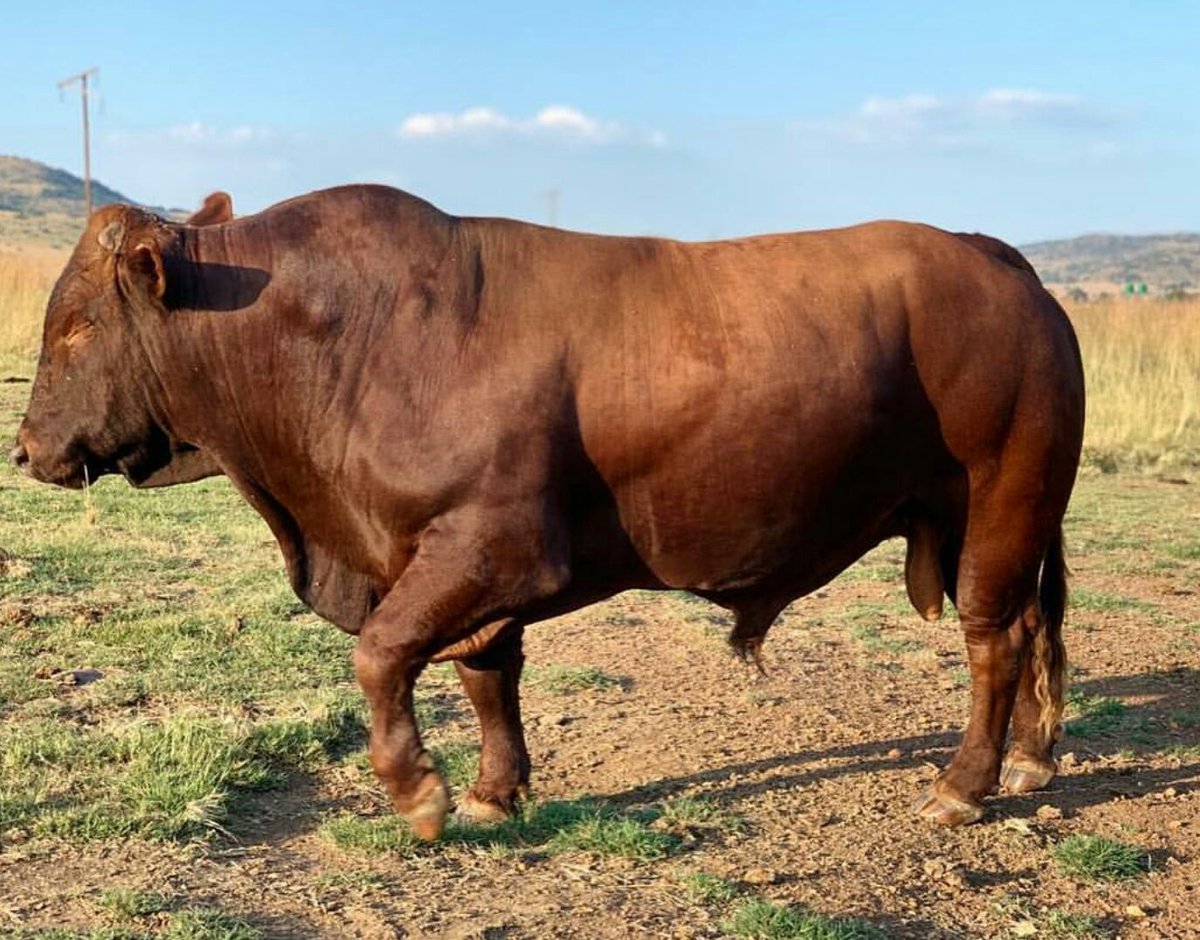 Am tempted to name this one 'Mapimpi' #SpringbokChampions #RugbyWorldCup19