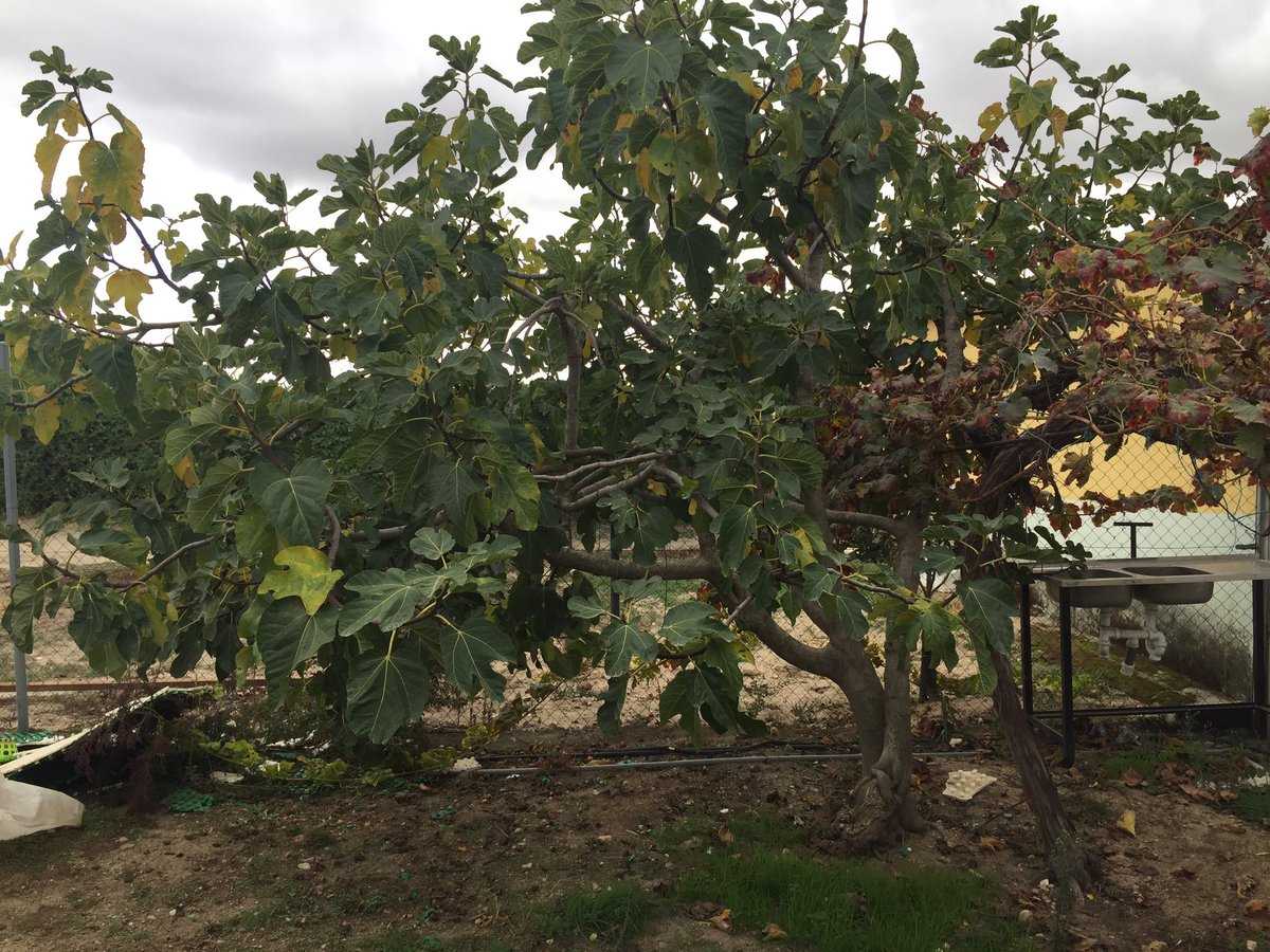 Marcelino7Jesus's tweet image. 