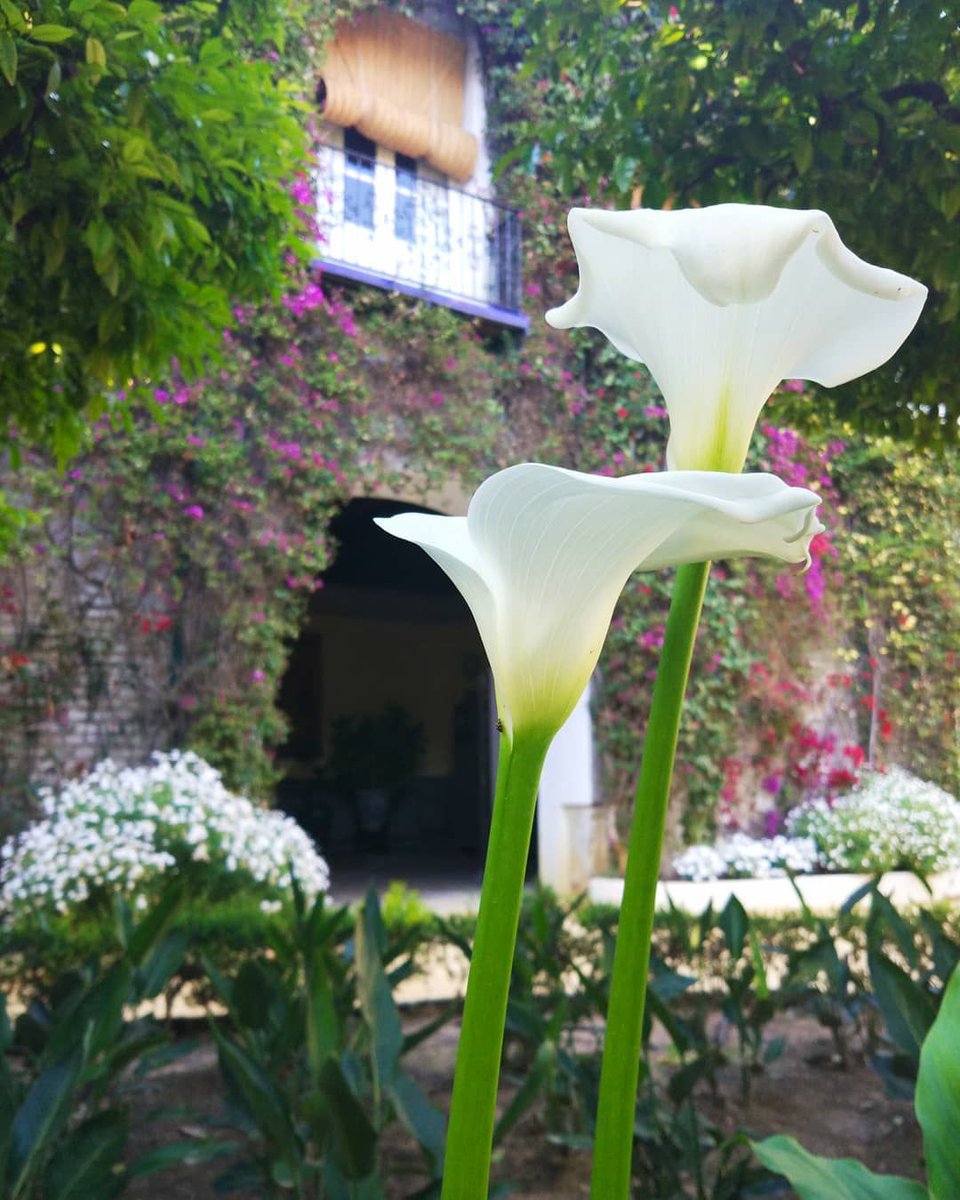 The poet Antonio #Machado wrote:
"My childhood are memories of a courtyard in #Seville..." 
#DoYouKnow  the place where he was born and grew up? 
The palace of Dueñas!
👉buff.ly/2JtQ6nJ 
#Andalusia #TravelTips #SpainRoute #SpainExperience
<a href="/palaciodeduenas/">Palacio de Las Dueñas</a> <a href="/sevillaciudad/">Sevilla</a>