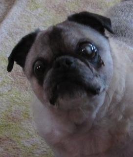 MilwPugFest's tweet photo. A sad day at Pug Hugs rescue as our hospice Elvis has left the building. You will be missed, sweet boy. Hugs to amazing foster mom @piggiepugs who was with him he left to cross the Rainbow Bridge, filling his life and passing with love &amp; comfort. #pugrescue #seniorpugs #pughugs https://t.co/yJ23DKEEUp