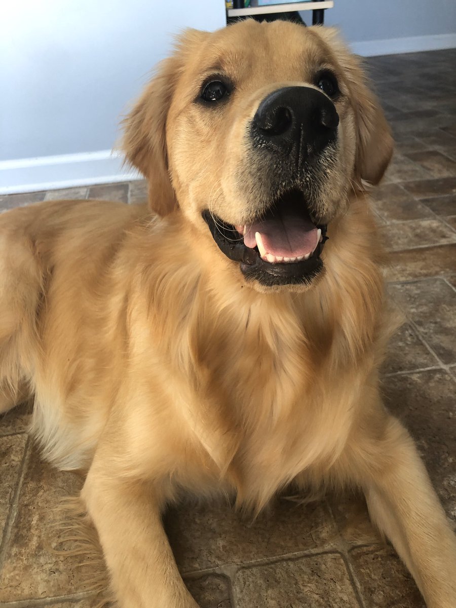 calvinthegolden's tweet photo. It’s Tuesday’s humans! I hope you’re as happy as I am #happygolden #goldenretriever #tuesdayvibes https://t.co/JLsJFNqI2m