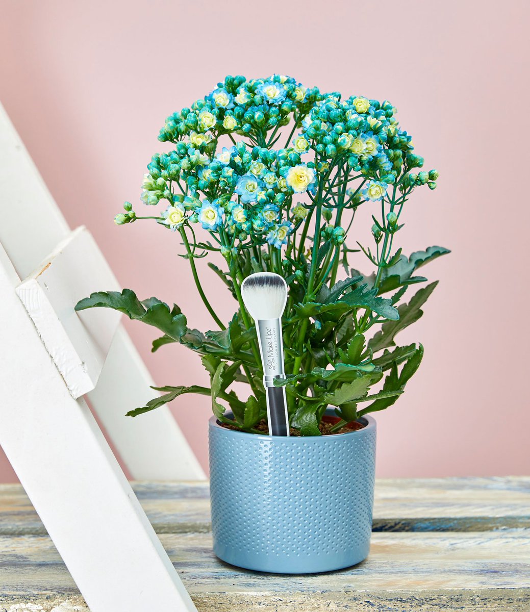 Vanmiddag werden wij verrast met het bericht dat onze Sunny Blue Make Upz is genomineerd voor de #GlazenTulp award in de categorie Concepten. Een mega eer, en jij kunt ons helpen te winnen! Breng je stem uit via vilosa.nl/stemmen, dit kan maar t/m zondag 10 november.