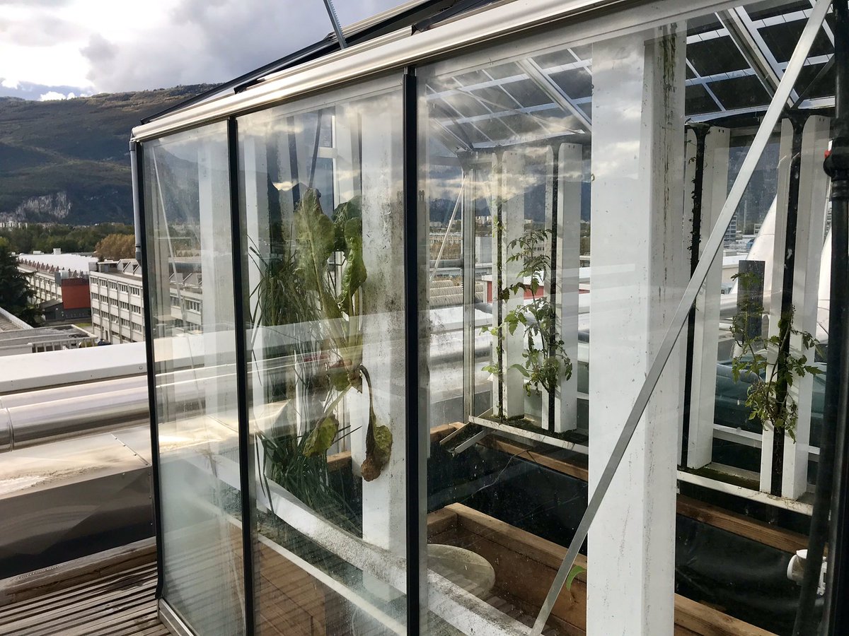 APetitdemange's tweet photo. Sur le toit de l’école @GrenobleINP @Ense3, les étudiants s’entraînent 4 heures par semaine grâce cette serre connectée qui accueille plantes et poissons. Les étudiants ont conçu le toit ouvrant et la récupération automatique des données. #FormIDEX #innovation @letudiant https://t.co/s4Tuq6Qpmj