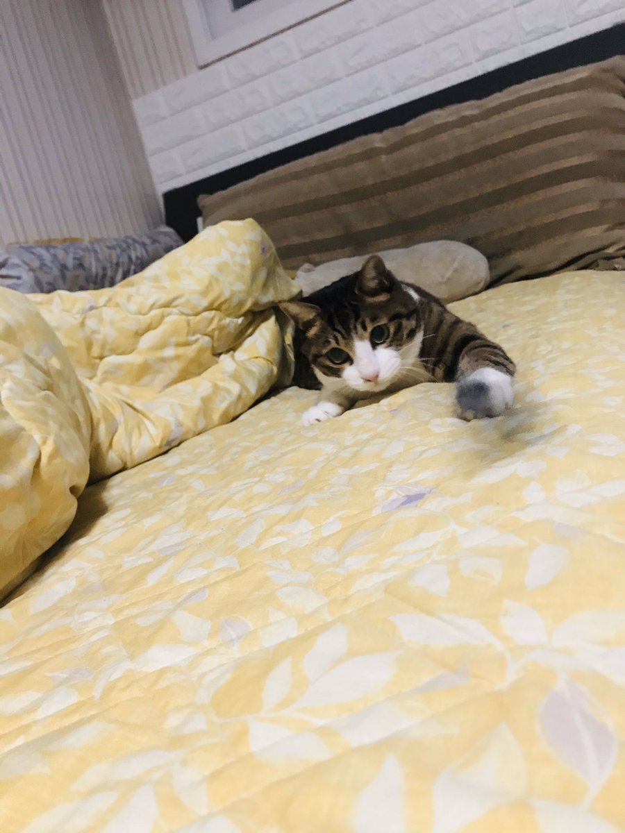 ain_nyan's tweet photo. https://t.co/HUo2FoO4jk