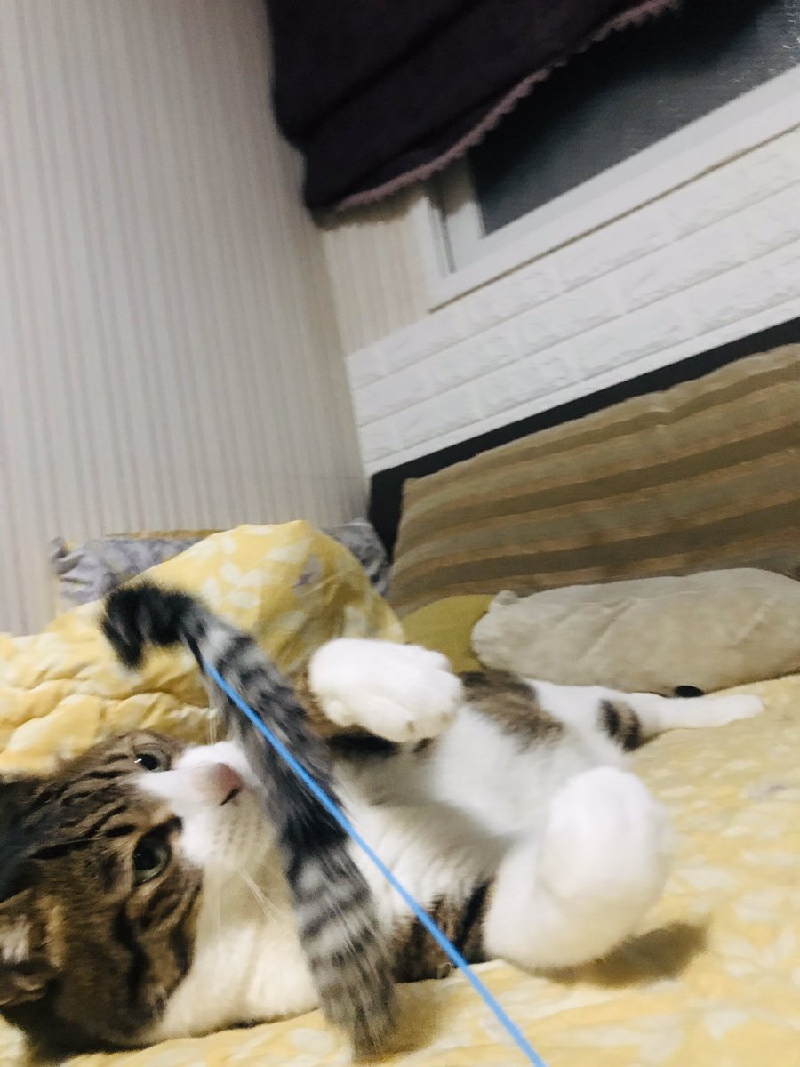ain_nyan's tweet photo. https://t.co/HUo2FoO4jk