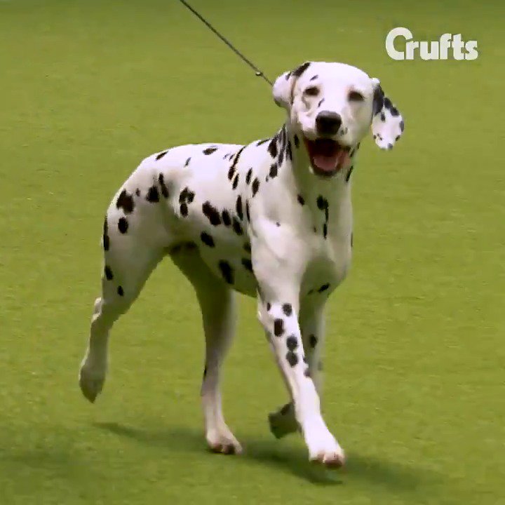 Crufts on Twitter "Does your dog have what it takes to be Crufts Best