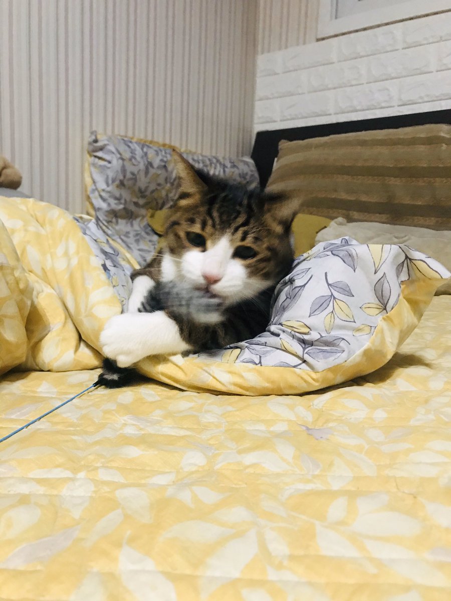 ain_nyan's tweet photo. https://t.co/ExBC0zRGqv