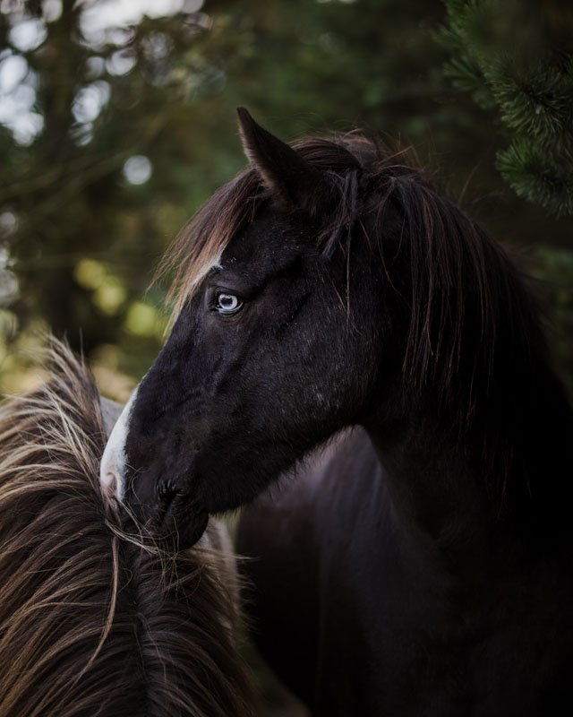 Meet Zorro, he has one eye blue 👀 and another one brown. An old myth says that horses like that see both the real world and the magical world. 🧙 He is stubborn, easily motivated and very curious. He loves to eat green grass sometimes he gets an apple. 🍎 
#icelandichorse
