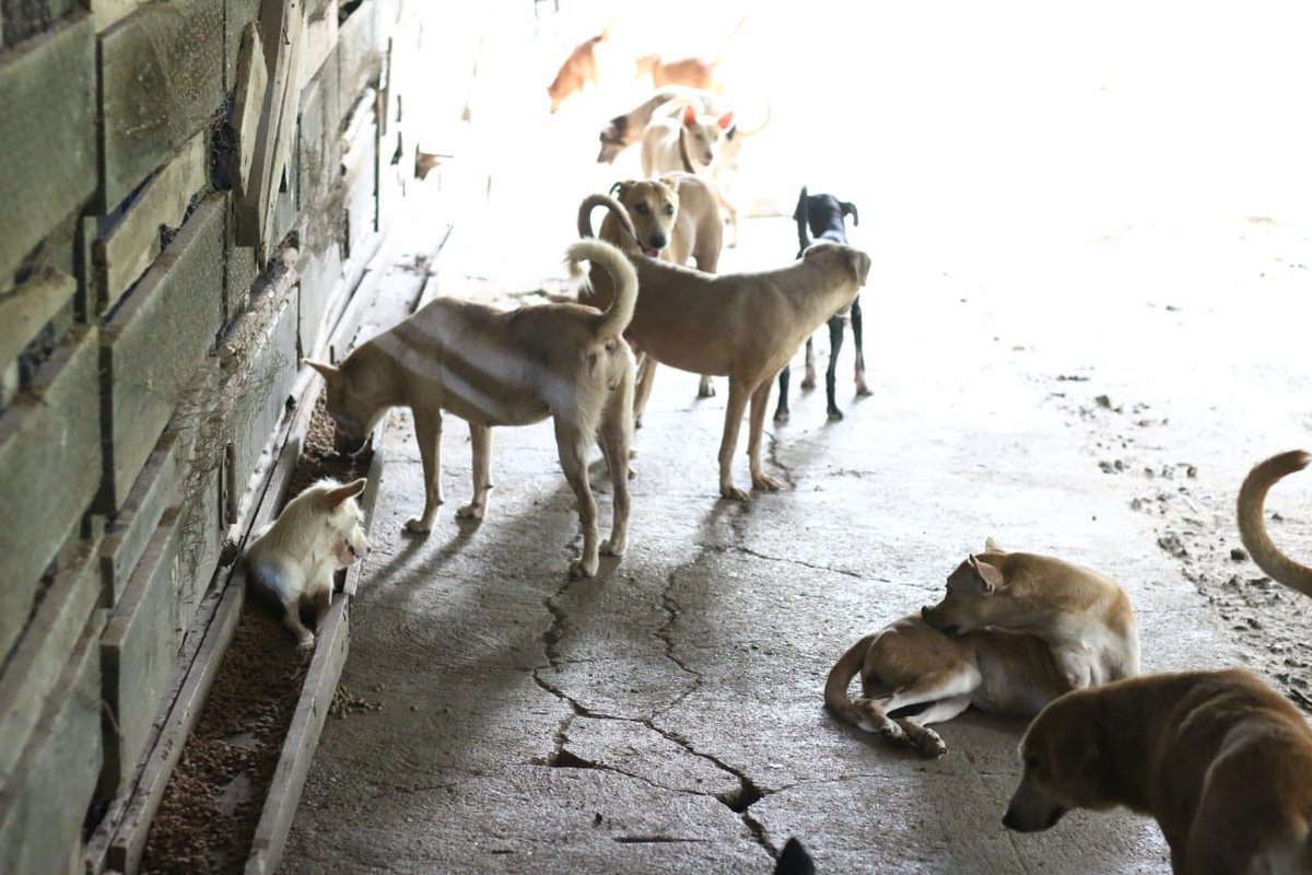 Agramnt's tweet photo. @RDSomosPueblo Tengo amigos que trabajan alli y es injusto que digan estas mentiras. Los animalitos llegan en esas terribles condiciones pero ahí con amor y mucho trabajo se les rehabilita. No es inmediato, pero la doctora Liranzo y su gran equipo hacen todo por salvarlos, calumnias NO. https://t.co/uRvAGDTGeh
