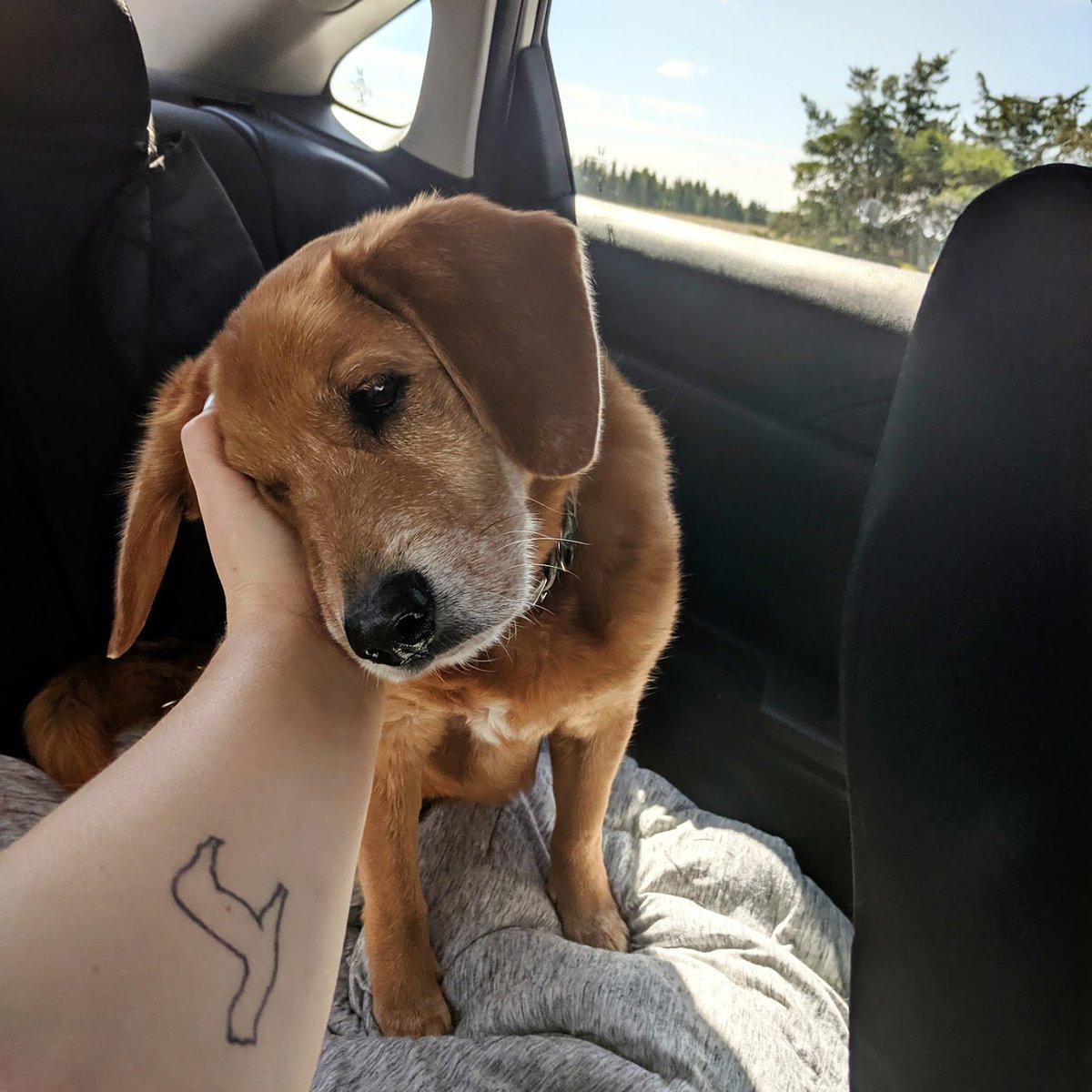 blondeinablazer's tweet photo. November is #AdoptASeniorPetMonth and it's pretty close to my heart. One year ago (next week), we adopted our senior pup, Scooby, and every day since I've been in awe that someone gave him up. Please don't count senior pets out. They are in need of homes the most. https://t.co/bcoVvFlhSU