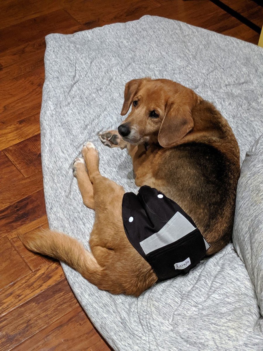 blondeinablazer's tweet photo. November is #AdoptASeniorPetMonth and it's pretty close to my heart. One year ago (next week), we adopted our senior pup, Scooby, and every day since I've been in awe that someone gave him up. Please don't count senior pets out. They are in need of homes the most. https://t.co/bcoVvFlhSU